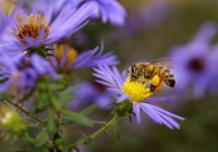 União Europeia aprova proibição total de inseticidas que matam abelhas
