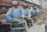 Exportações de carnes de aves já superam US$ 1 bilhão 